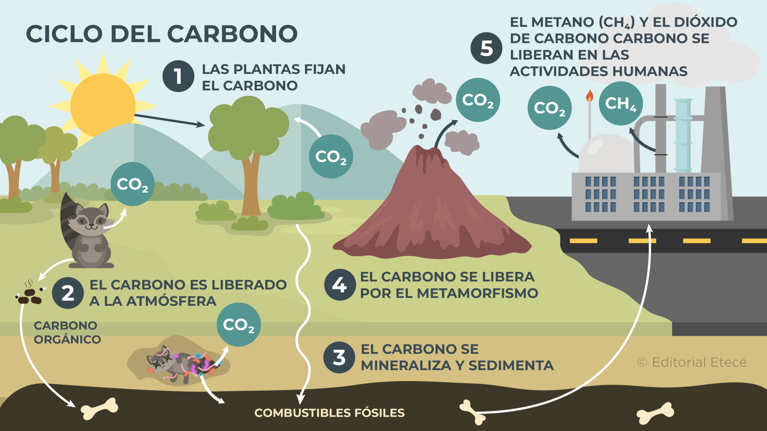 Ciclos Biogeoqu Micos Qu Son Tipos Y Su Importancia