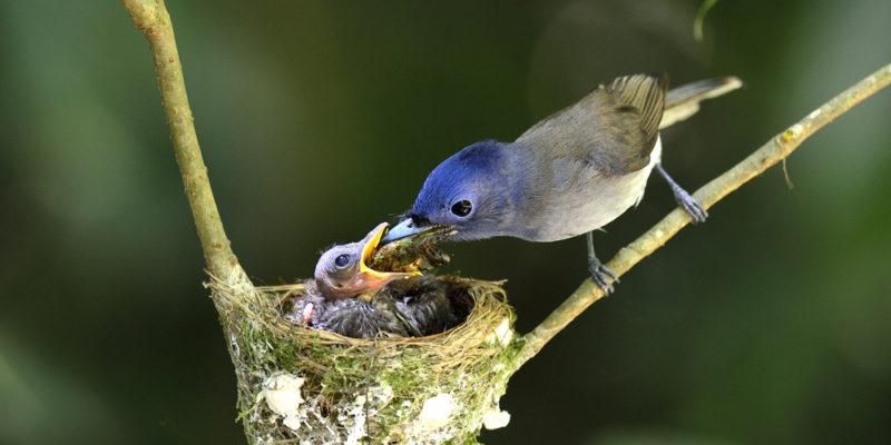 Biodiversidad