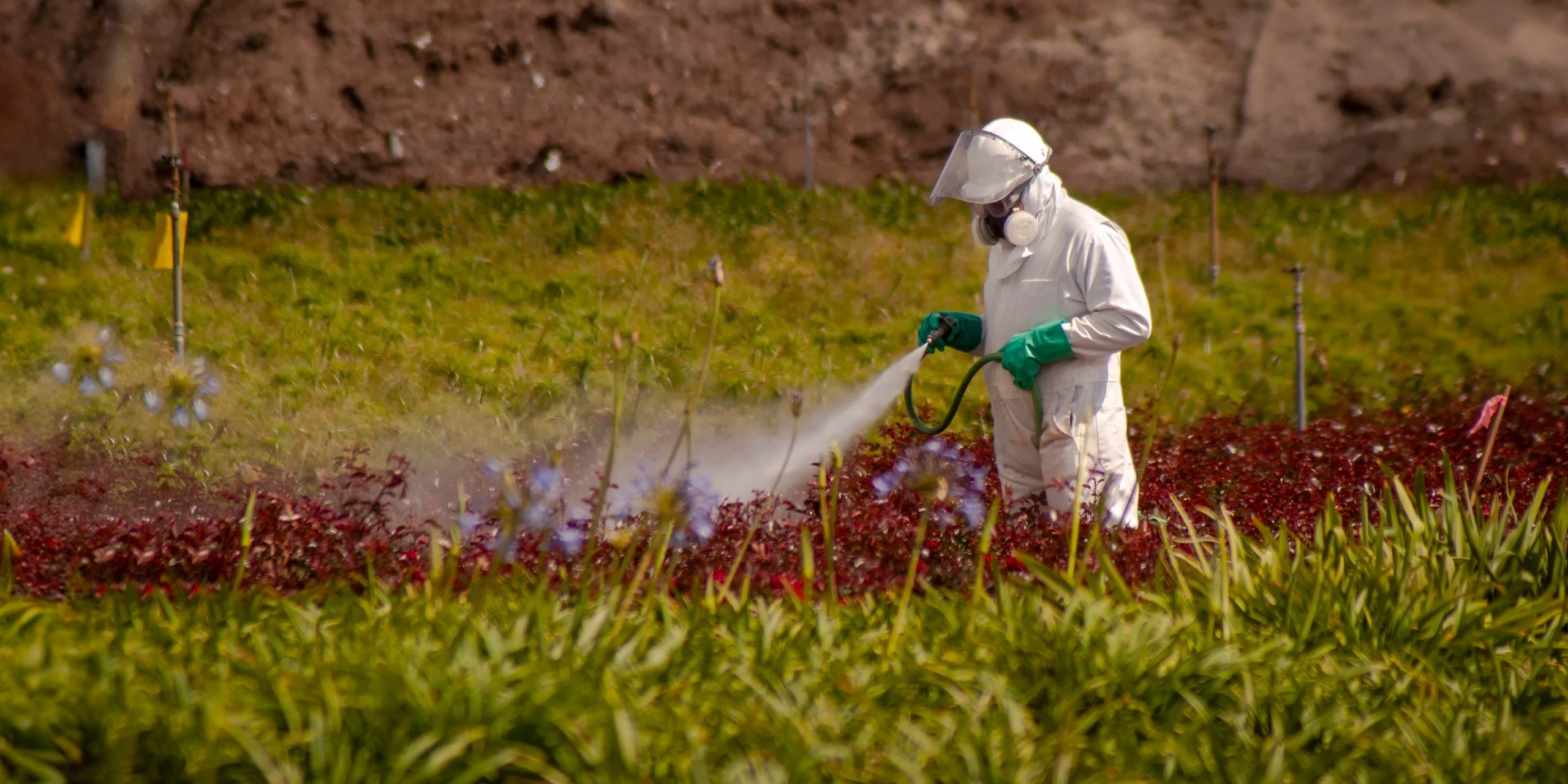 Operario rociando pesticidas