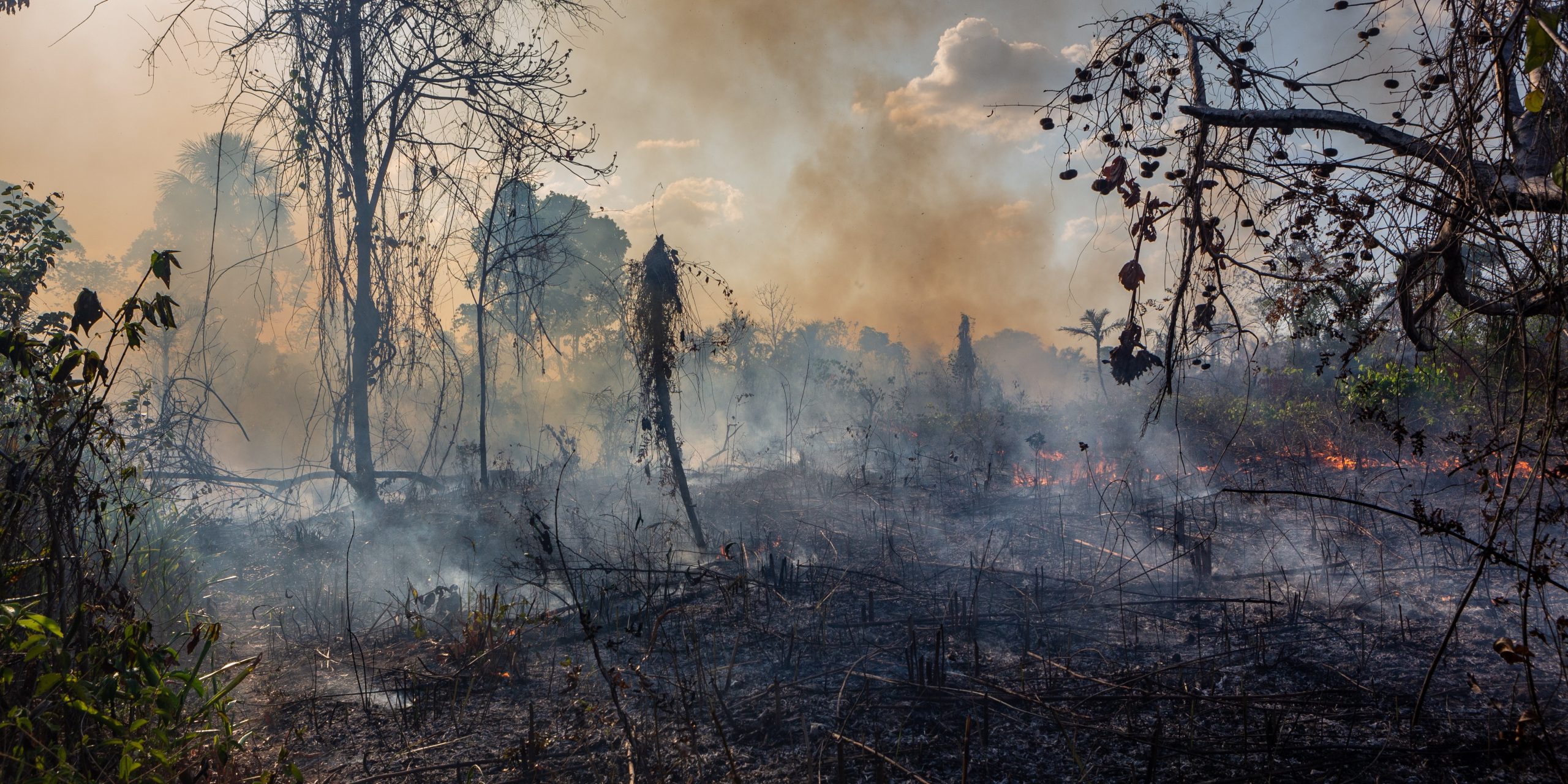 Un bosque incendidado
