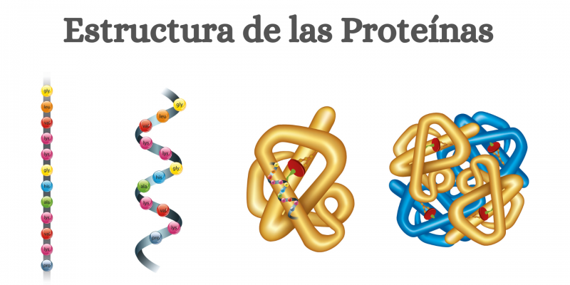 Estructura de las Proteínas