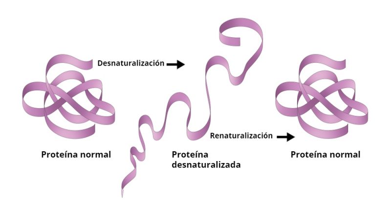 Desnaturalización - proteína