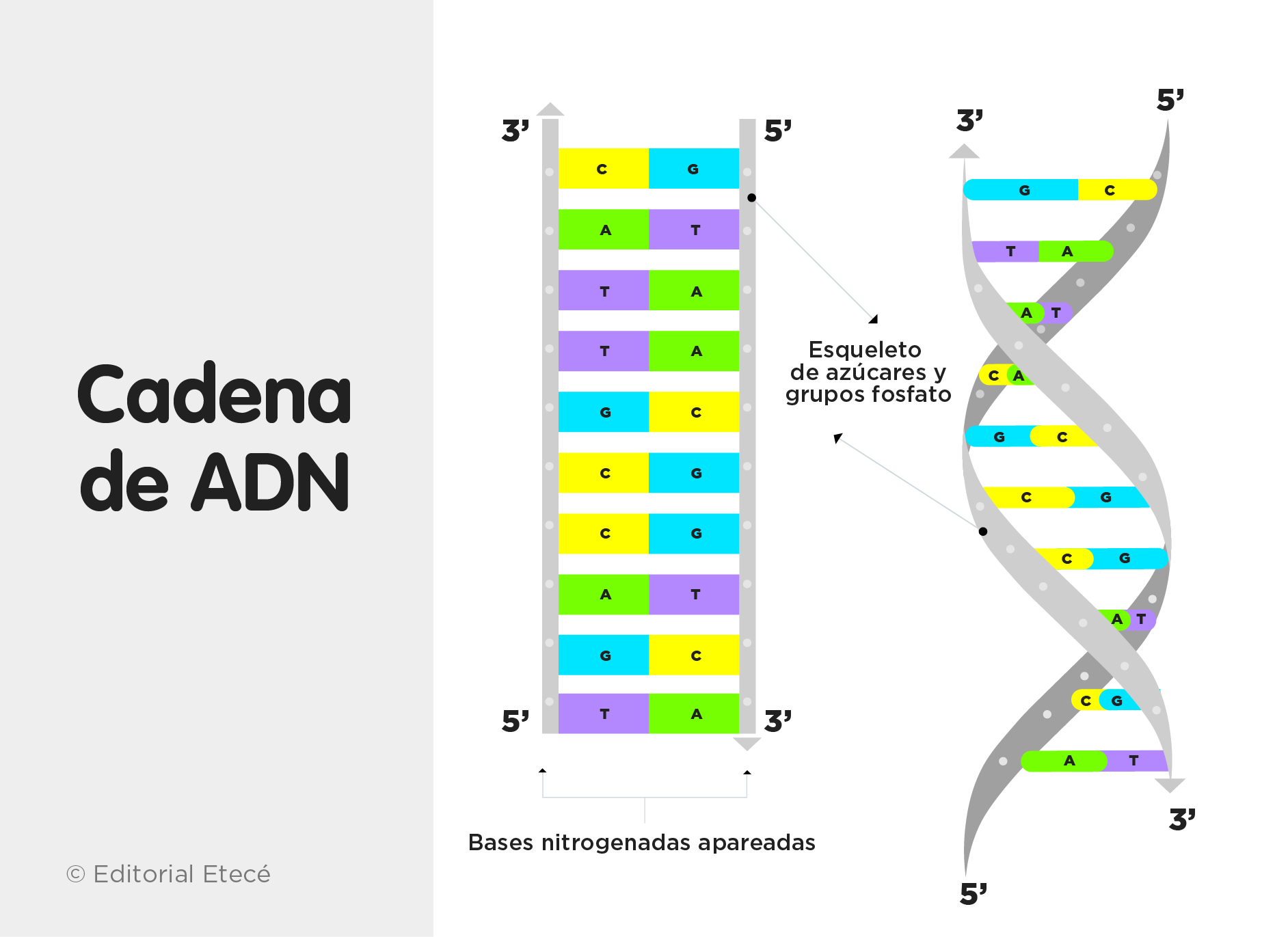 Cadena de ADN