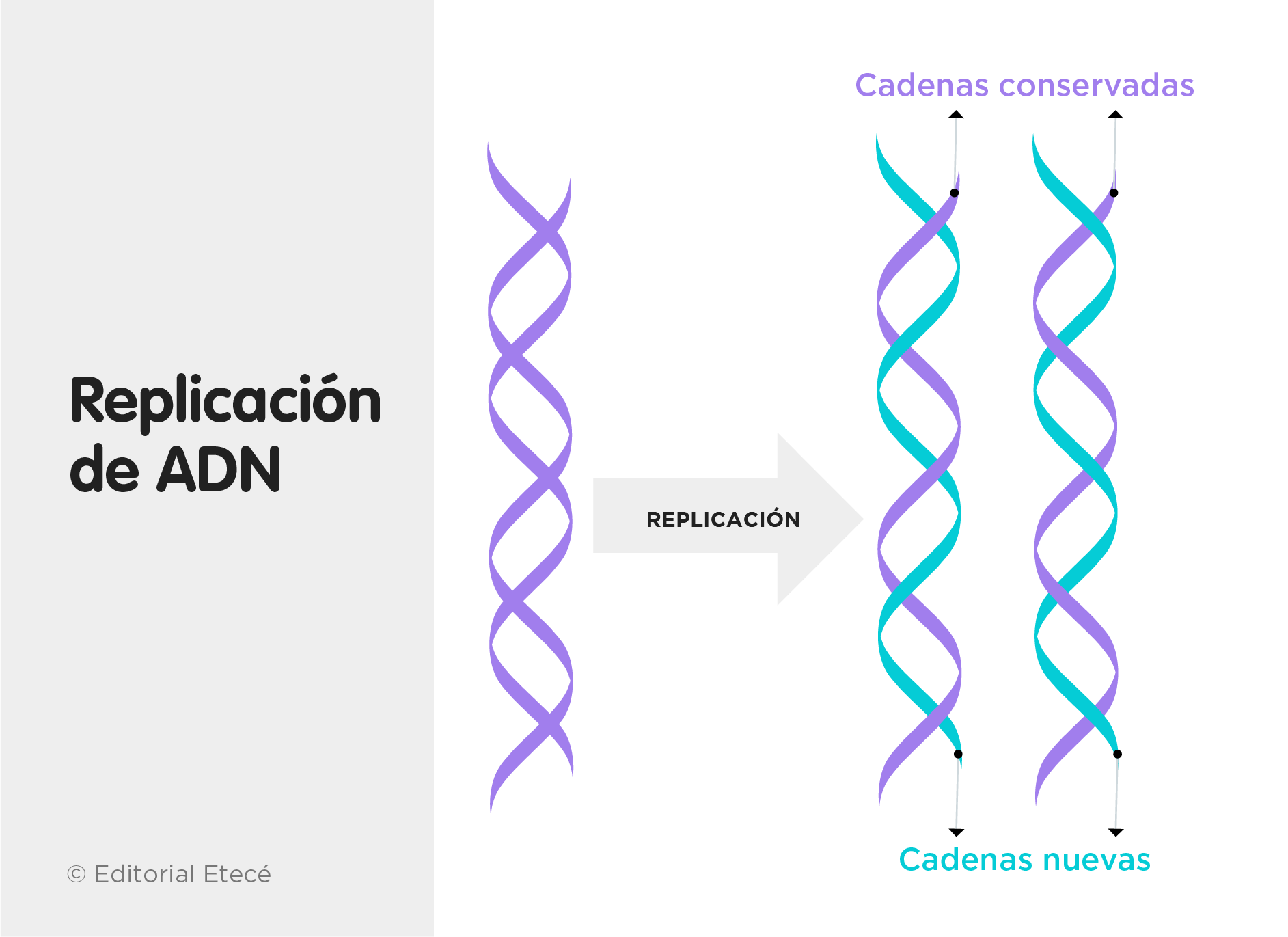 Replicación del ADN