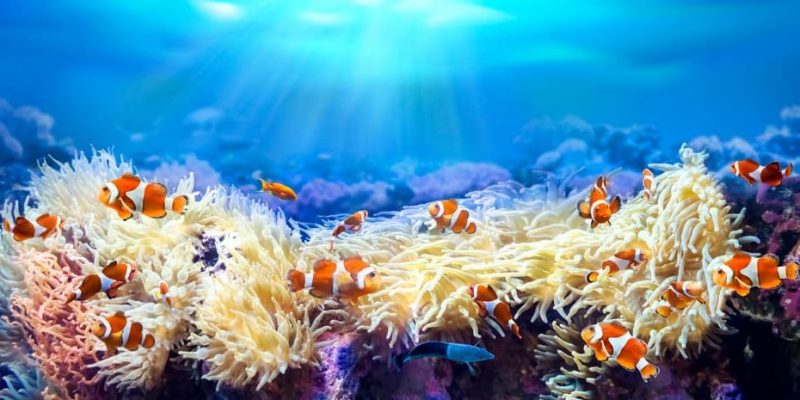 ecosistema ejemplo coral arrecife