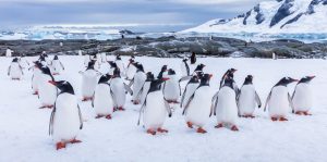 ecosistema ejemplo polar