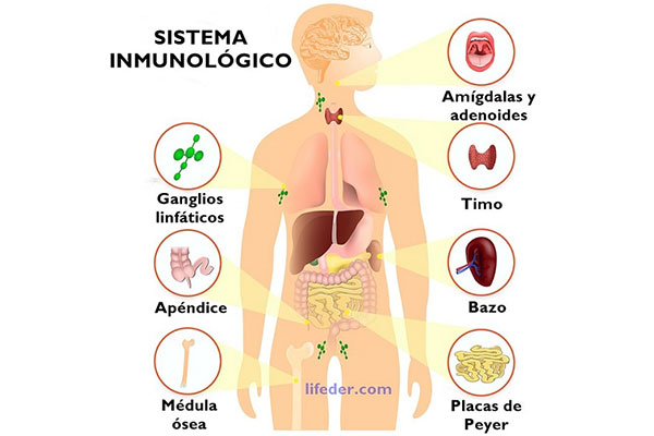 partes del sistema inmunologico