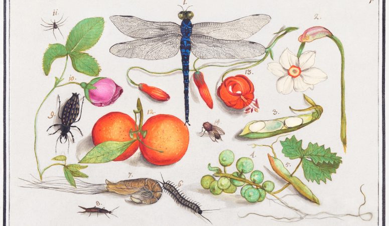Ilustración de plantas antiguas e insectos.