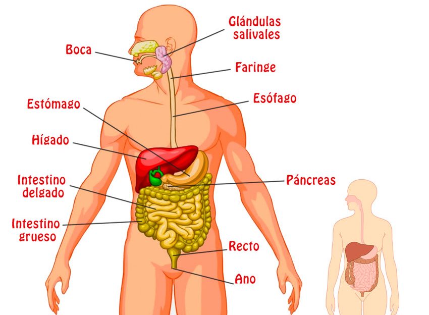 Aparato Digestivo - Concepto, funciones, partes y enfermedades