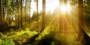 Conservación del medio ambiente