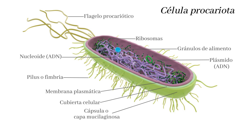 Célula procariota
