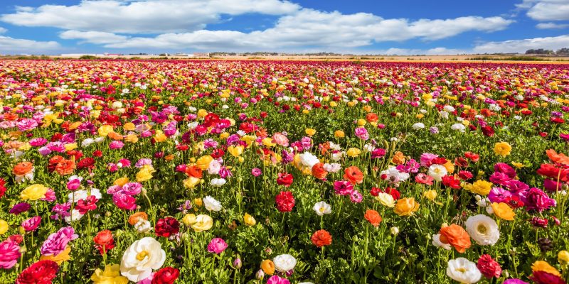 Campo de flores de diversos colores en Israel