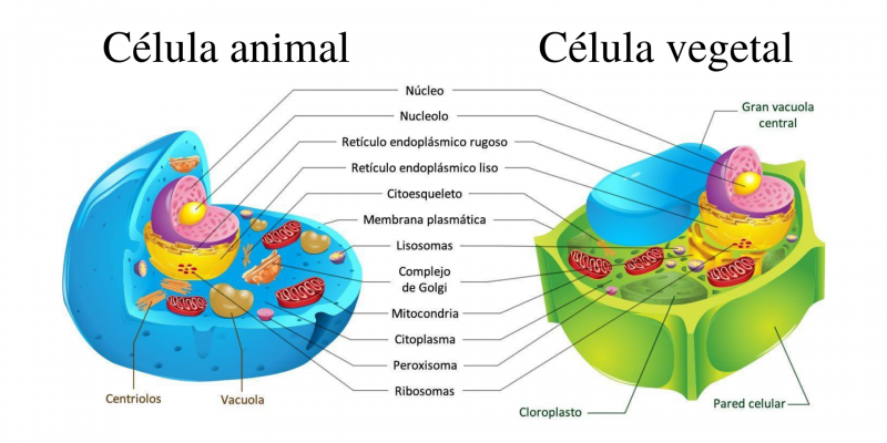 Célula Eucariota - Concepto, tipos, funciones y estructura