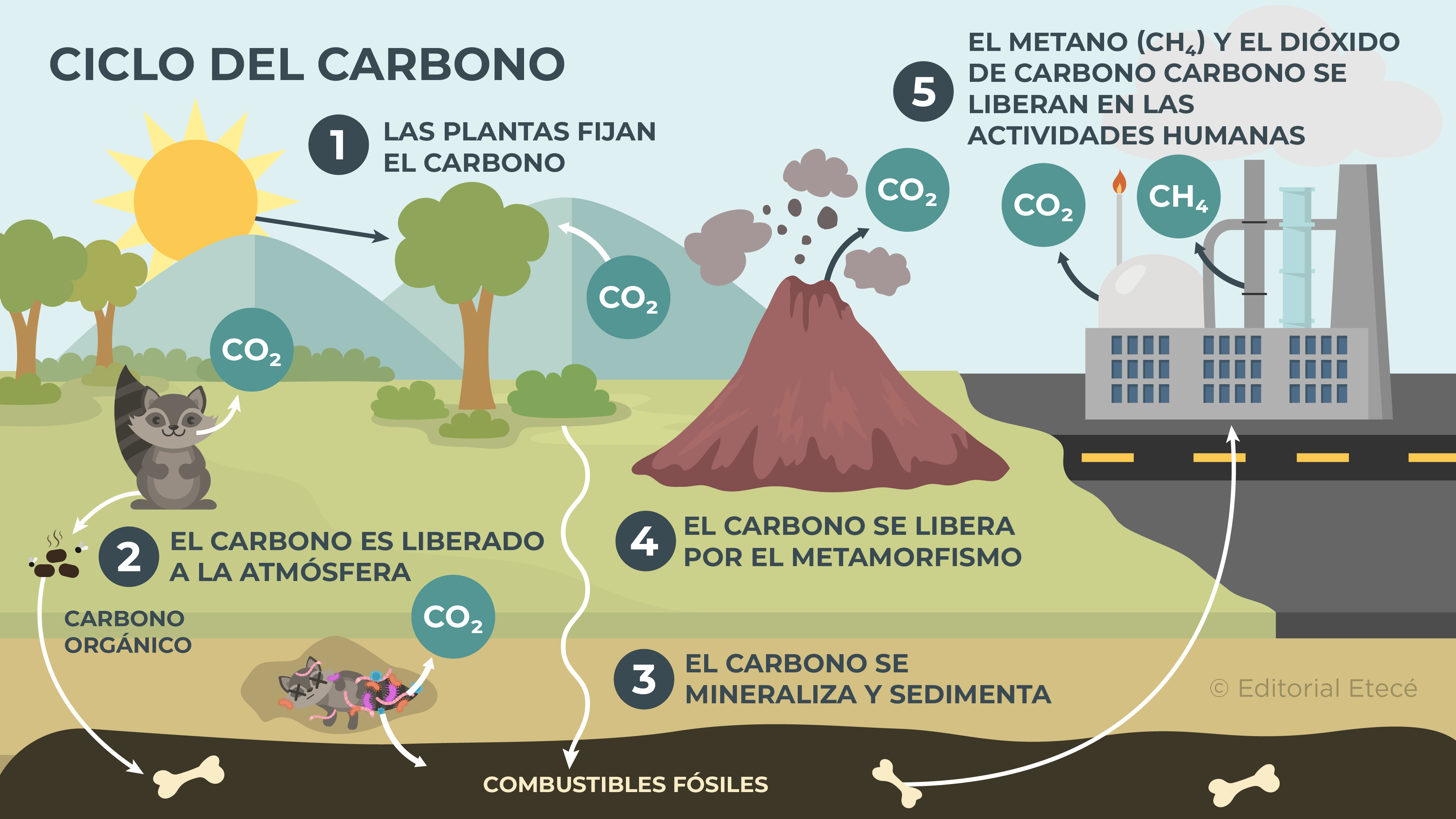 Ciclo del Carbono: Depósitos, Procesos e Impacto Actual 