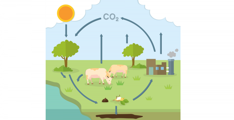 esquema del ciclo del carbono