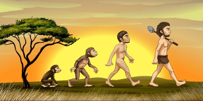 Evolución del hombre - Concepto y etapas