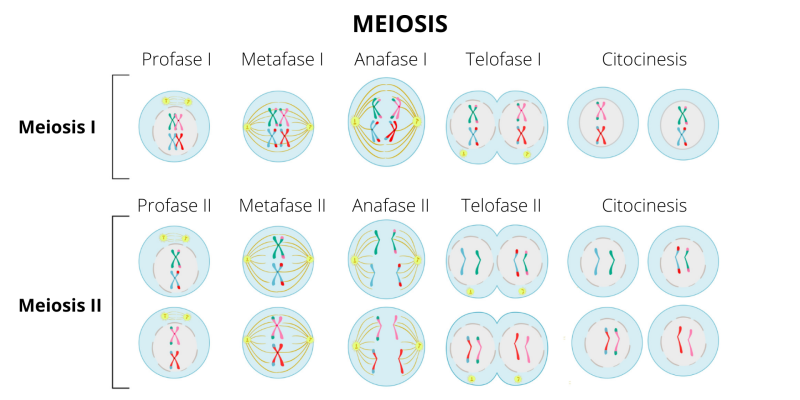 Meiosis - Concepto, fases y qué es mitosis