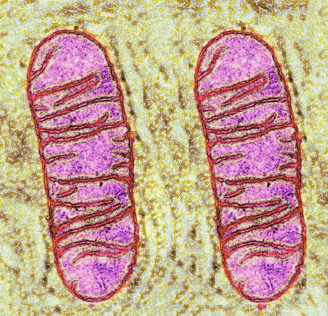 Imagen de mitocondria bajo microscopio de luz