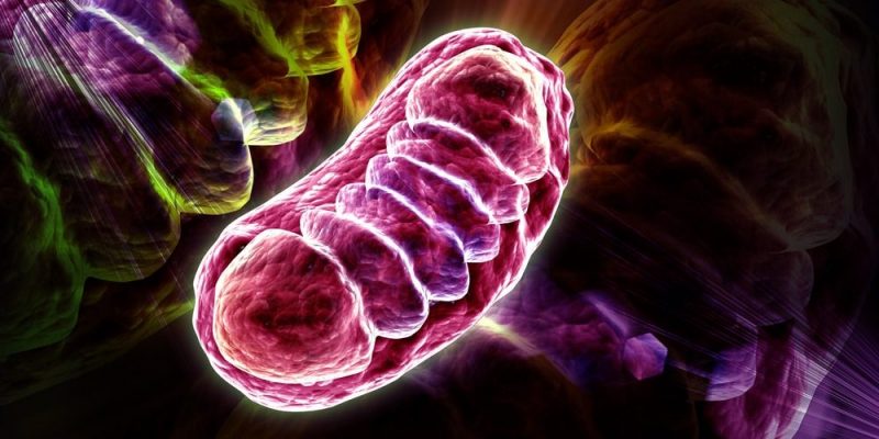 Mitocondrias - Concepto, origen, función y estructura
