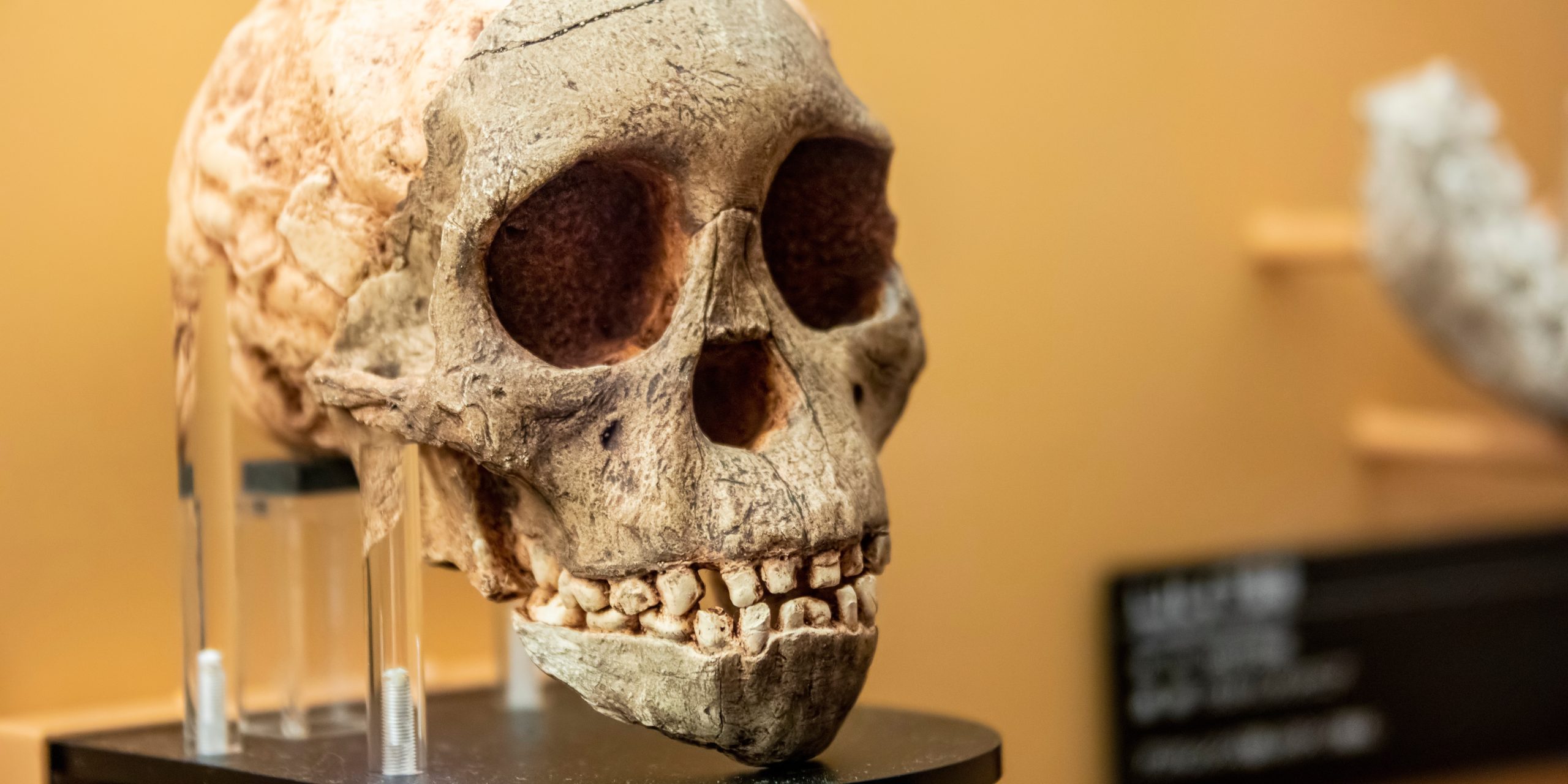 Restos óseos de humanos primitivos