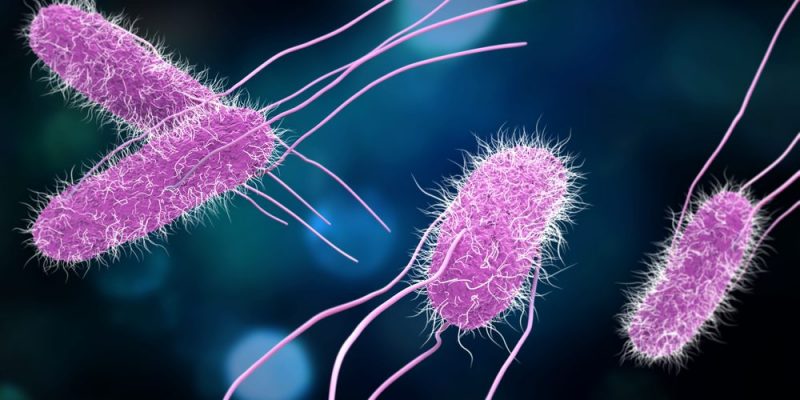 Bacterias: Concepto, Tipos, Estructura y Ejemplos