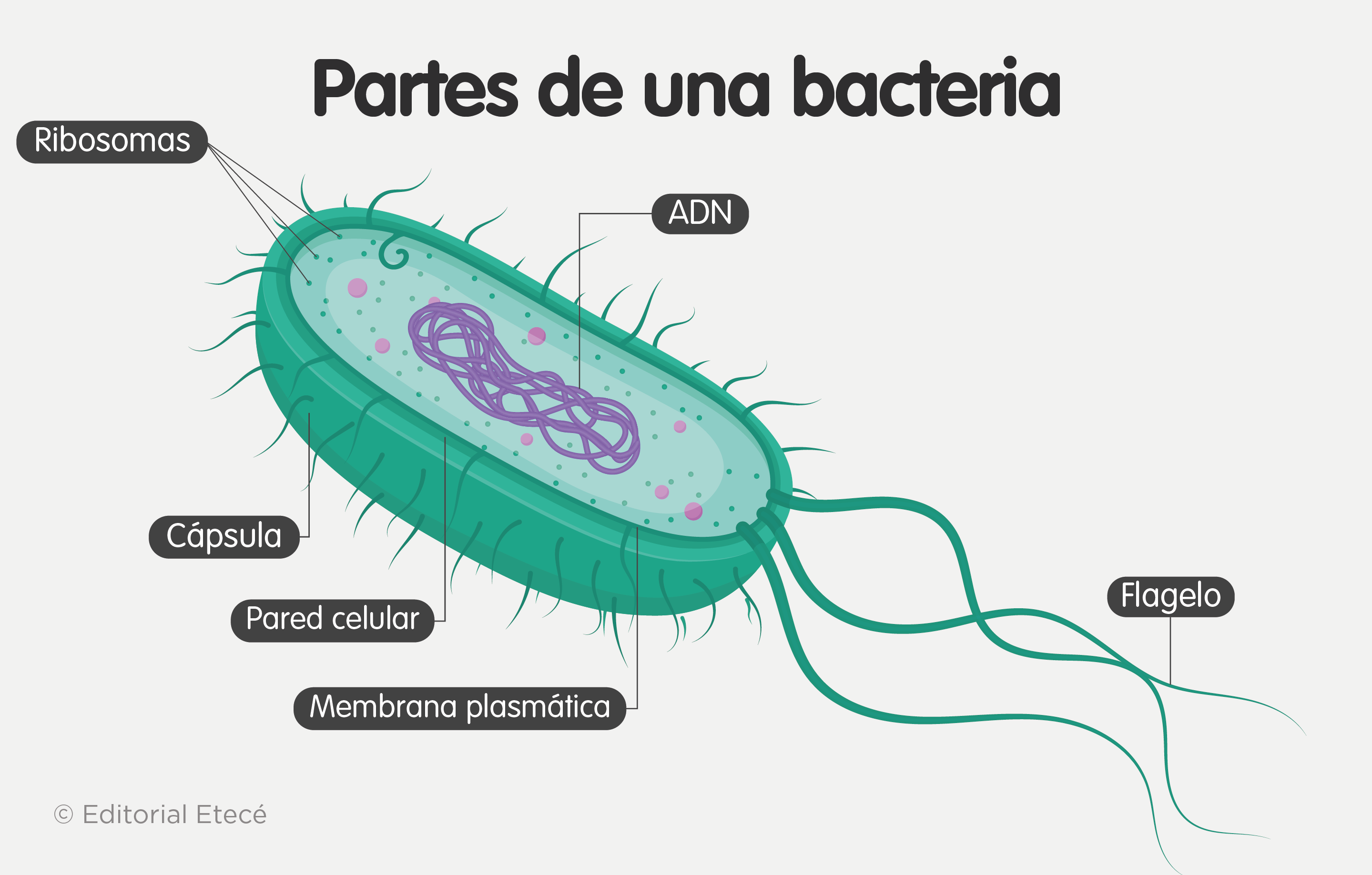 Esquema De Una Bacteria Y Sus Partes