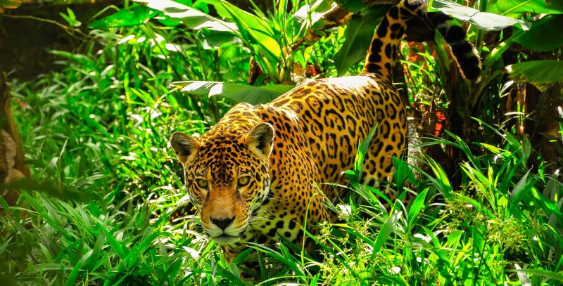 Foto de un Jaguar adulto