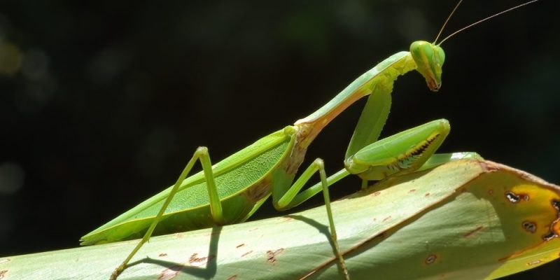 Explorando el mundo de los Artrópodos del Jaaukanigás