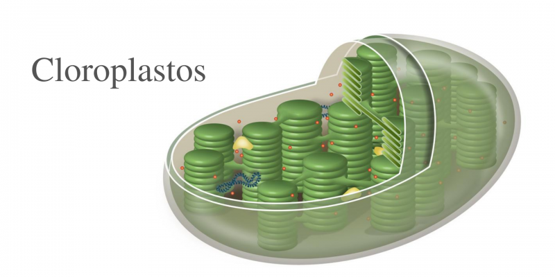 Cloroplastos - célula vegetal