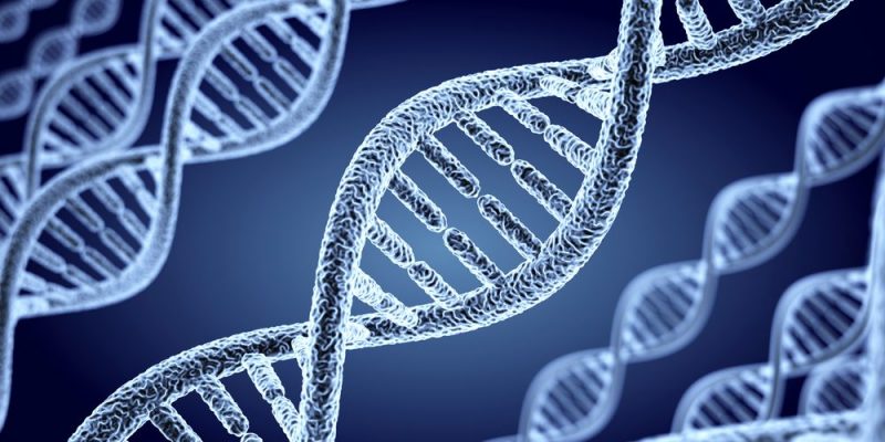 Cromosomas ADN