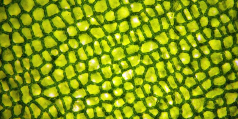 Hoja bajo el microscopio