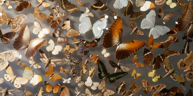Taxonomía