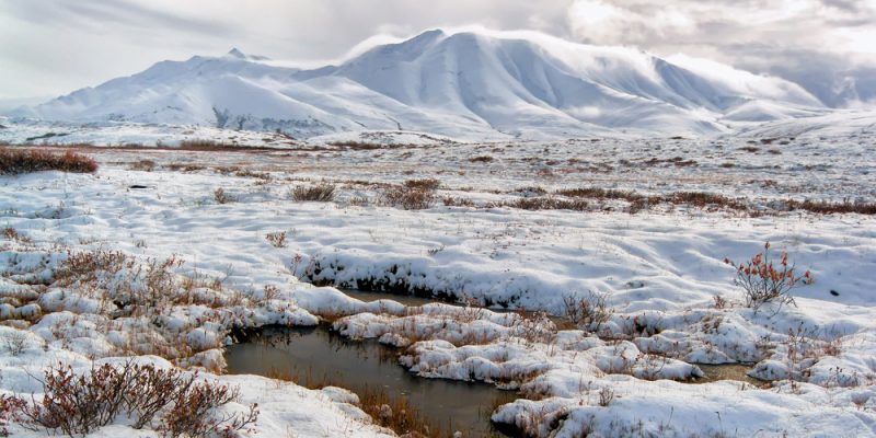 Tundra - Concepto, tipos, clima, flora y fauna