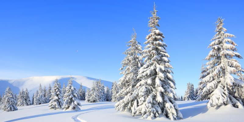 Bosque de pinos nevados