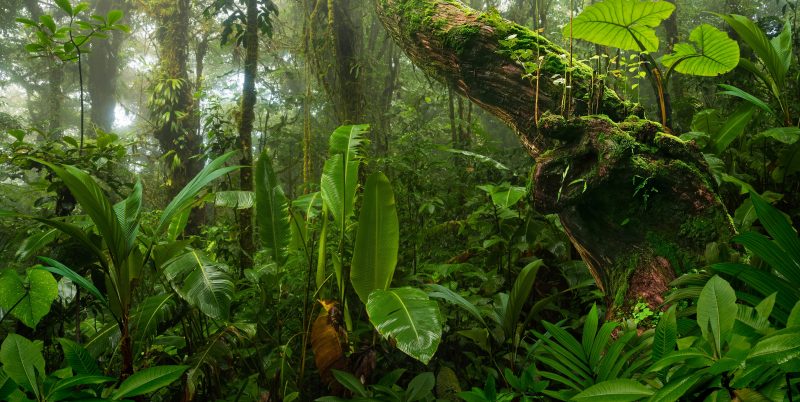 Selva tropical en Centroamérica