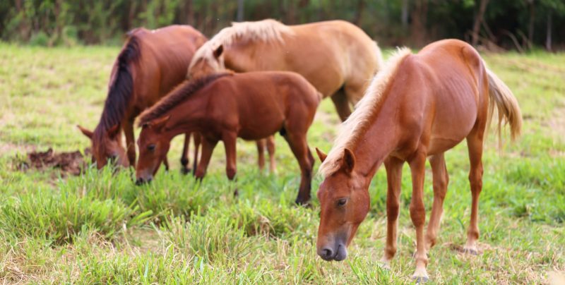 Caballo doméstico