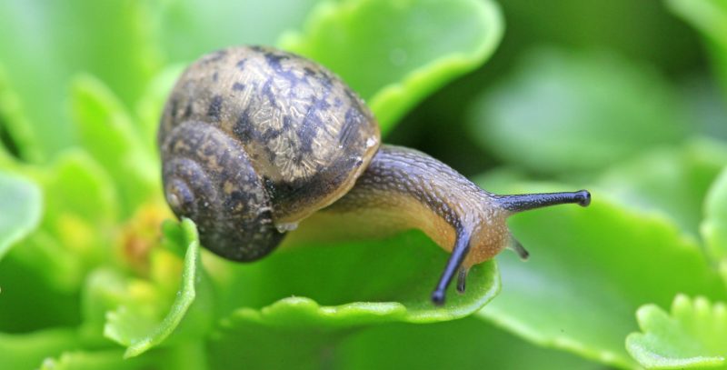 Caracol de jardín