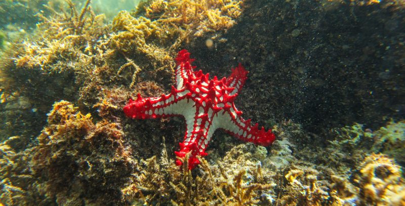 Estrella de puntas rojas