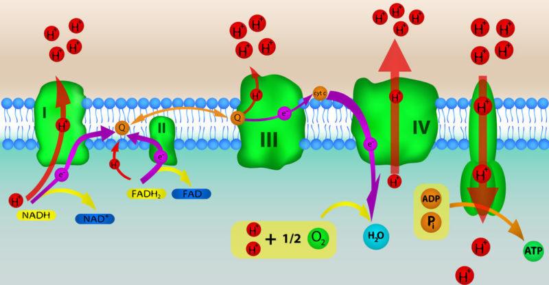 ATP - Fosforilación oxidativa