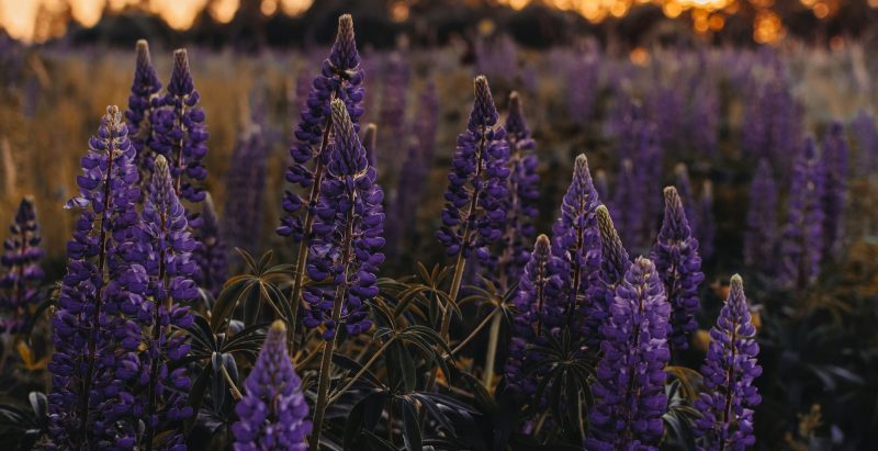 Flores de lavanda