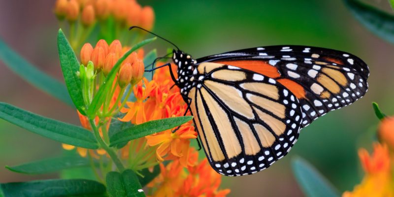 Mariposa monarca sobre flores naranjas