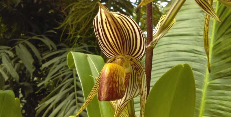 Orquídea Oro de Kinabalu