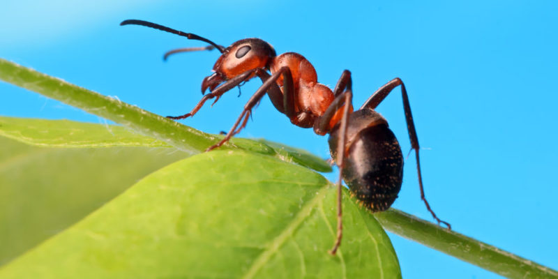 Reino animal - hormiga