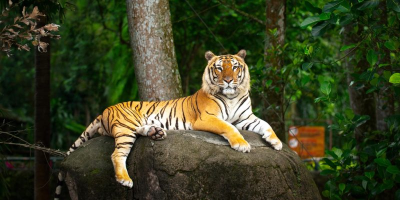 Tigre sumatra descansando en una roca