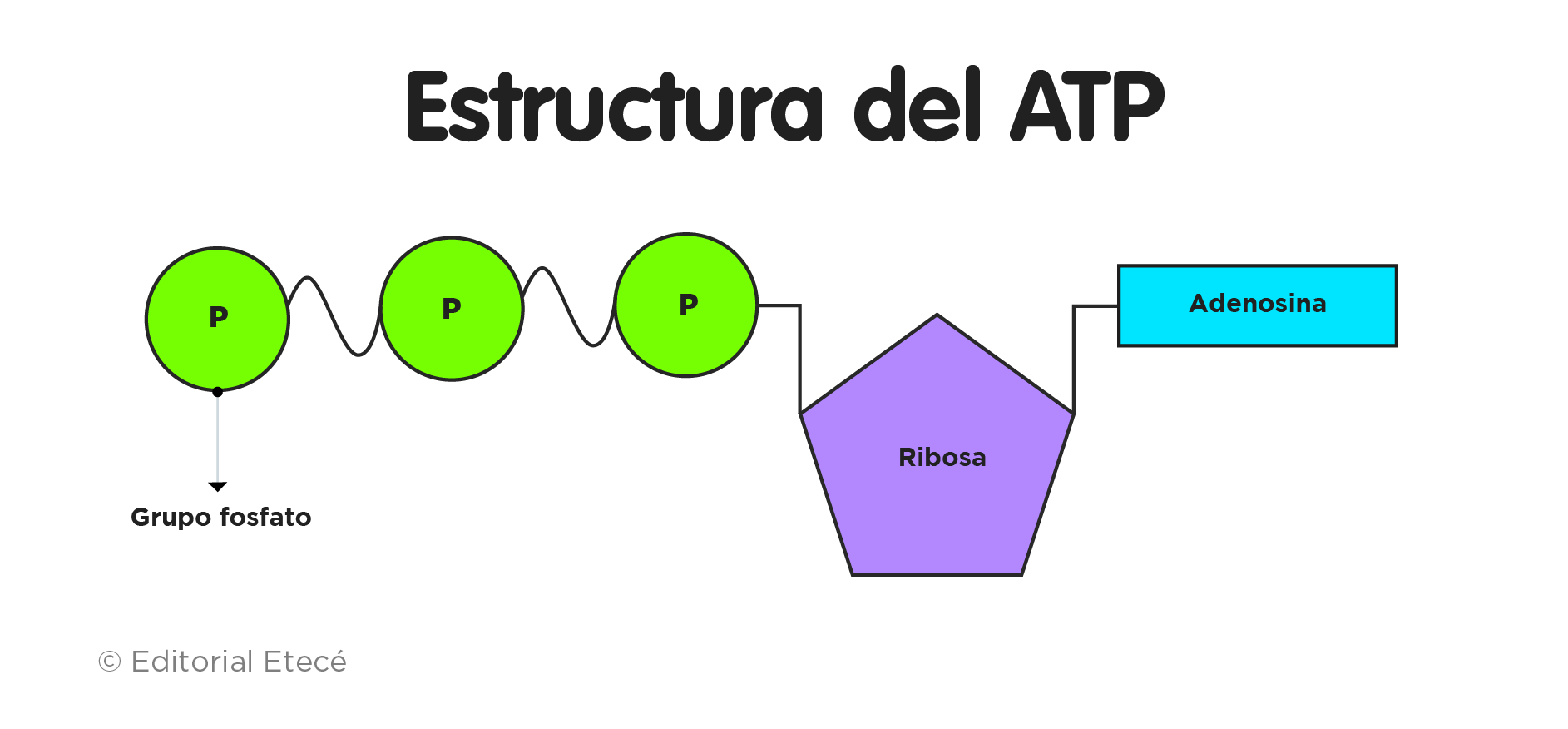 Estructura del ATP
