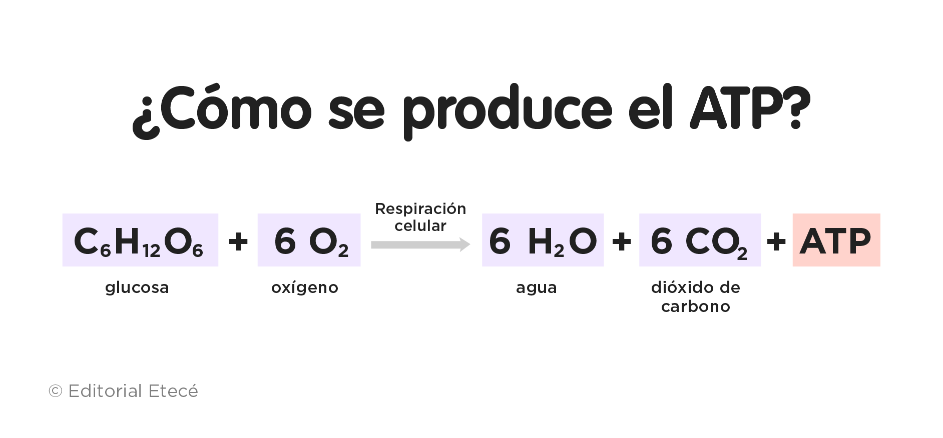 Cómo se produce el ATP