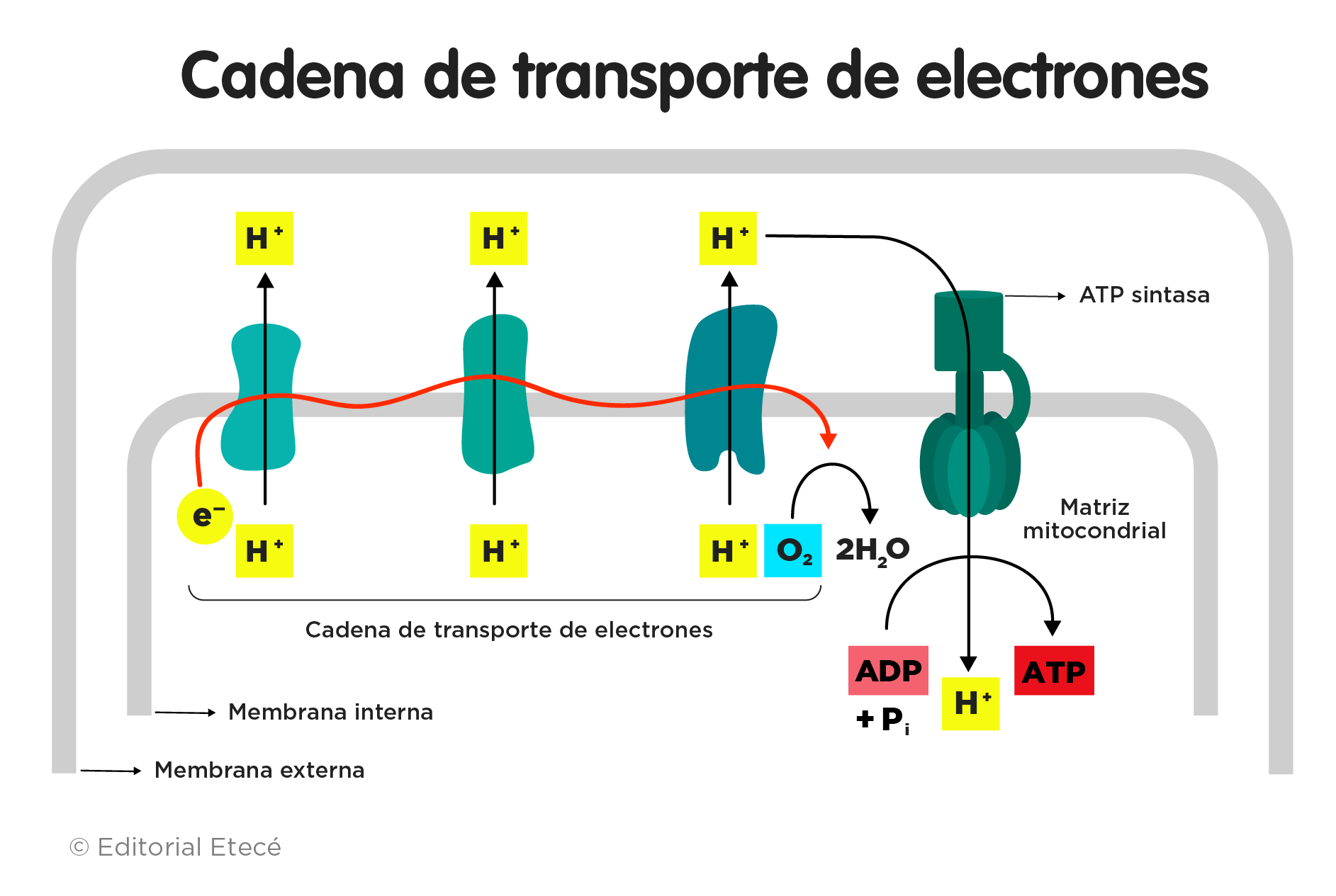 Cadena de transporte de electrones