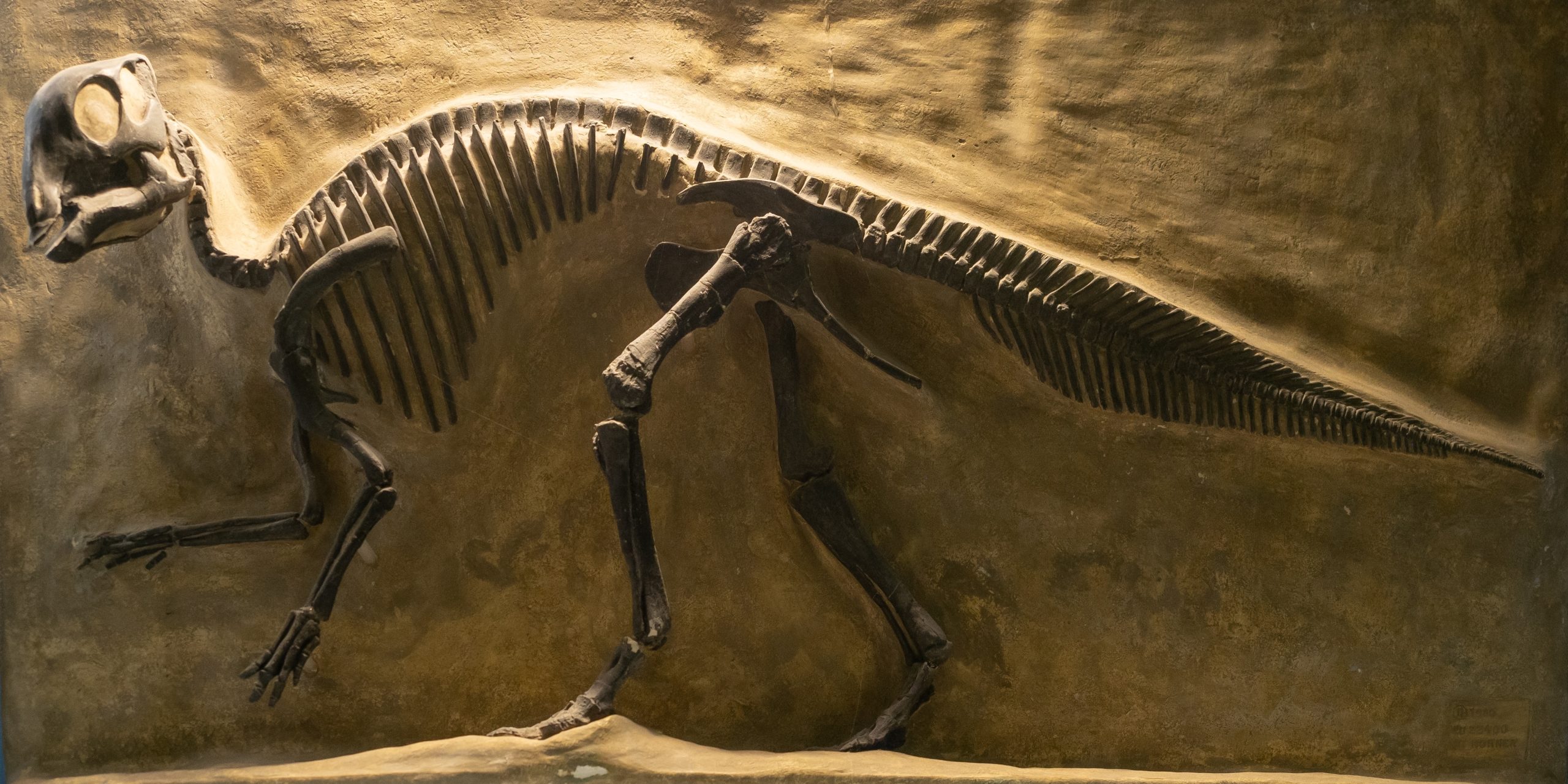 Fósil de dinosaurio.