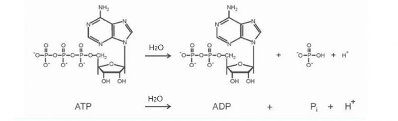 ATP - Concepto, usos, producción, importancia y ciclo del ATP