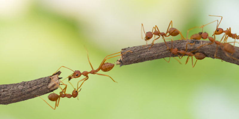 Hormigas argentinas - especies endémicas